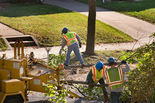 Professional Tree Care  in Shiremanstown, PA