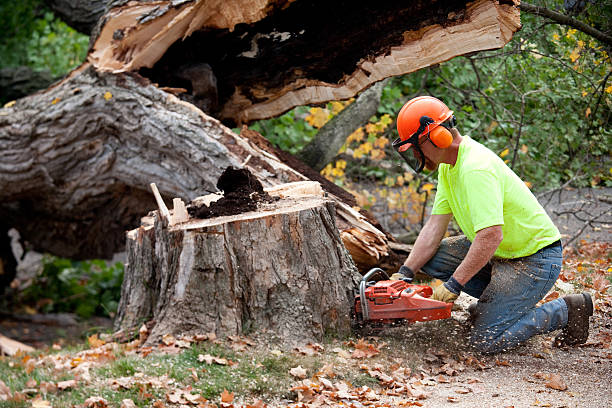 How Our Tree Care Process Works  in  Shiremanstown, PA